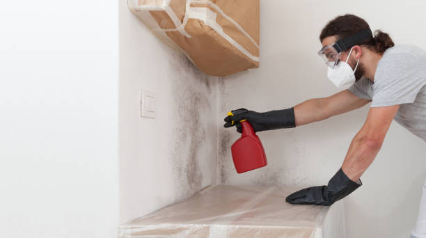 Professional Black Mold Remediation technician working in Lewisville, WA