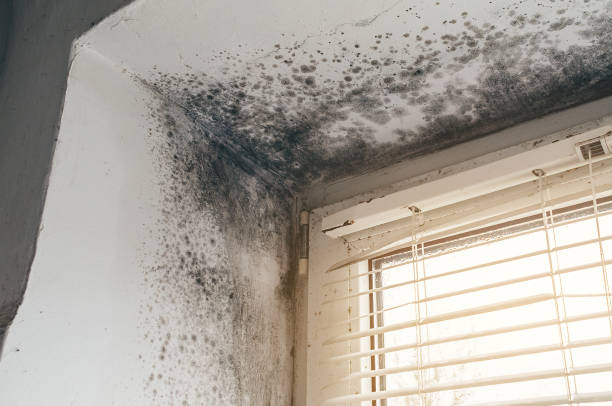 Affordable Black Mold Remediation solutions in Lewisville, WA